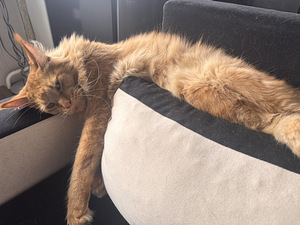 Maine Coon