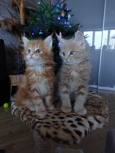 Maine Coon (1 foto / 6)