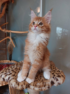 Мейн кун котята (6 фото из 10)
