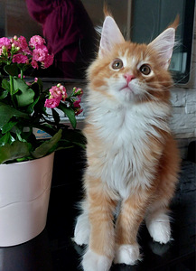 Мейн кун котята (3 фото из 10)