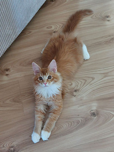 Maine Coon (2 foto / 8)