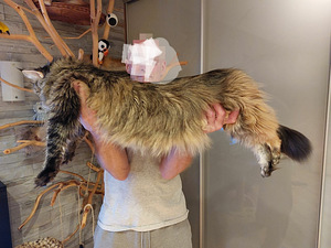 Maine Coon (7 foto / 8)