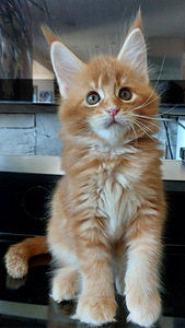 Maine Coon (2 foto / 6)