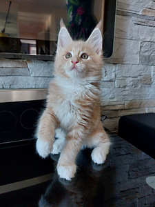 Maine Coon (4 foto / 6)