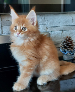 Maine Coon (1 foto / 6)