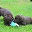 Labradora retrīvera kucēni (foto #3)