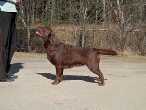 Labradora kucēni (7 foto no 7)