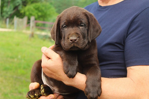 Labradora kucēni (1 foto no 8)