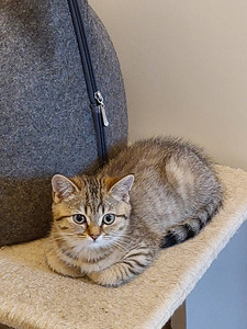 Британские котята (3 фото из 10)