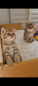 Британские котята (4 фото из 10)