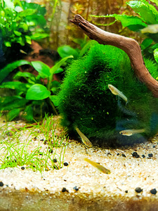Müüa kalad gupid (Poecilia reticulata) (3 foto / 5)