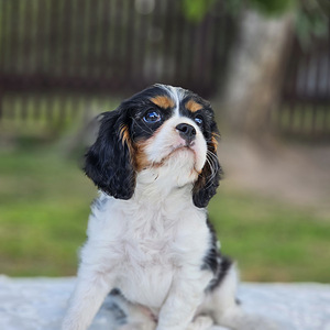 Cavalier King-Charles spanjel (4 foto / 6)