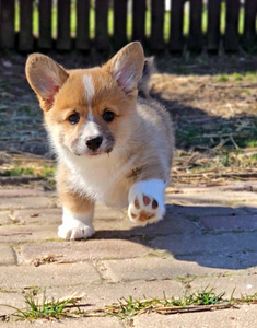 Walesi corgi pembroke.. (1 foto / 9)