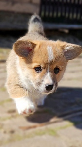 Walesi corgi pembroke.. (4 foto / 9)