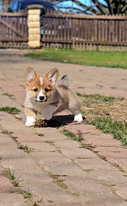 Walesi corgi pembroke.. (7 foto / 9)