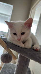 Котенок (2 фото из 2)