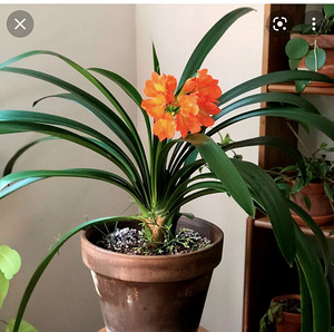 Комнатное растение Clivia miniata (2 фото из 3)