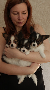 Papilons (1 foto no 4)