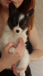 Papilons (3 foto no 4)