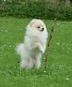 Pomeranian kutsikad (4 foto / 4)