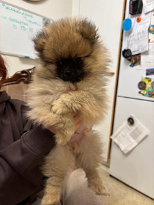 Pennut (1 valokuva sivusta 4)