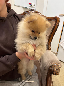 Pennut (4 valokuva sivusta 4)