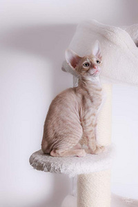 Котята корниш-рекс (5 фото из 5)
