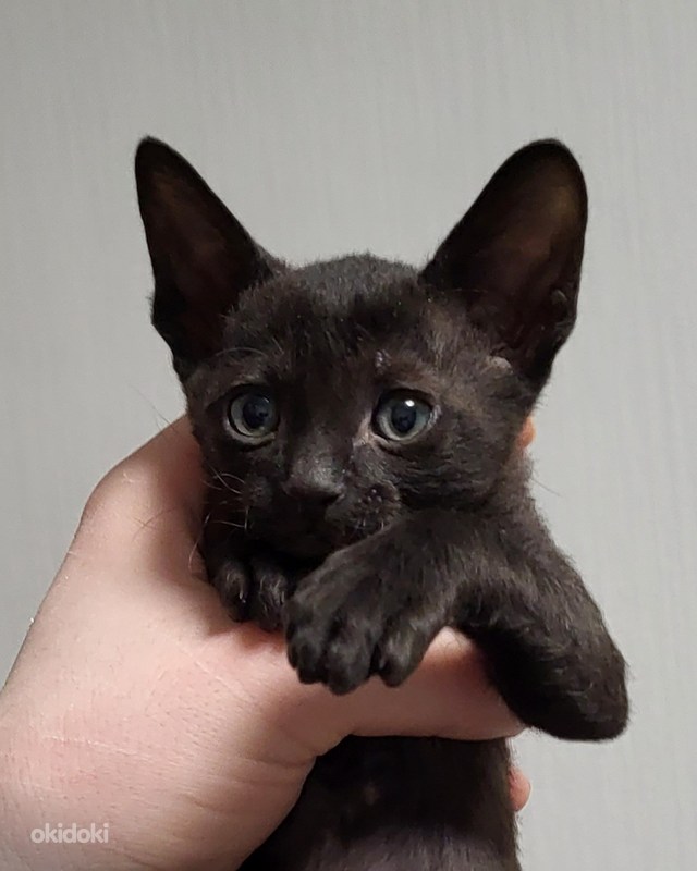 Сати Казанованың сиськи және письки