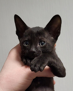 Kassipojad cornish rex. Cornish Rexi kassipojad (3 foto / 4)