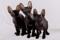 Cornish rex котята
