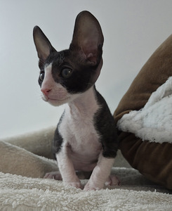 Котенок Корниш рекс (2 фото из 6)