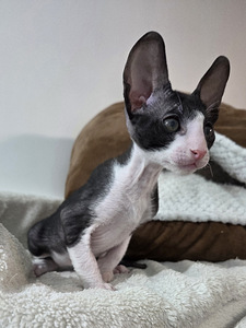 Котенок Корниш рекс (4 фото из 6)