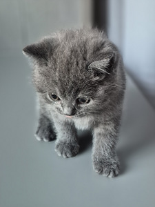 Британские котята (8 фото из 8)