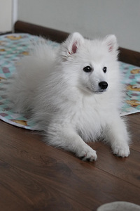 Японский шпиц (3 фото из 5)