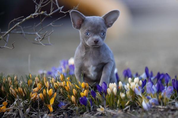 Чихуахуа щенки девочки и маль Chihuahua Blue and lilac color (фото #2)