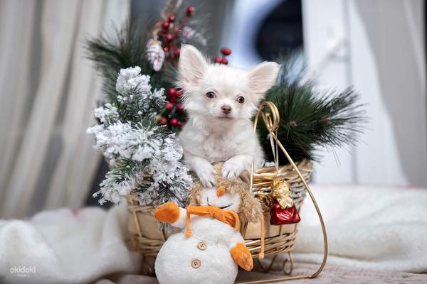 Myytävänä Puppies Chihuahua (valokuva #4)
