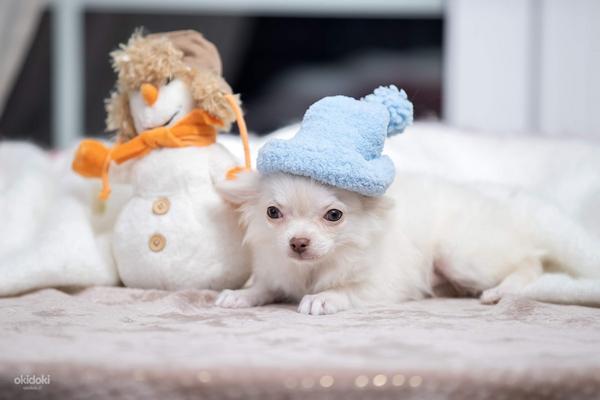 Myytävänä Puppies Chihuahua (valokuva #8)