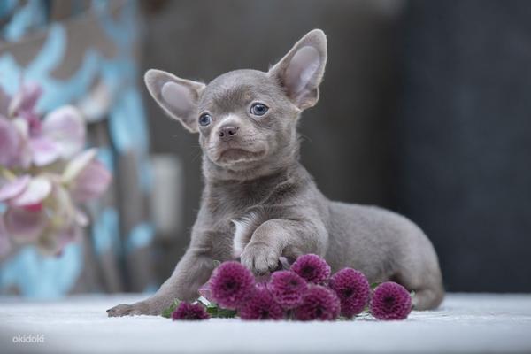 Красивые щенки ЧИХУАХУА Девочки и Мальчики Chihuahua (фото #5)