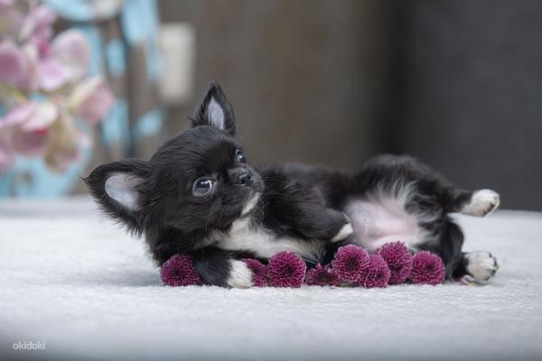 Красивые щенки ЧИХУАХУА Девочки и Мальчики Chihuahua (фото #8)