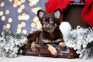 Чихуахуа красивые щенки Chihuahua Boy and Female (3 foto / 4)