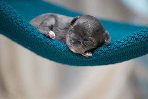 Чихуахуа красивые щенки Chihuahua Boy and Female (1 foto / 4)