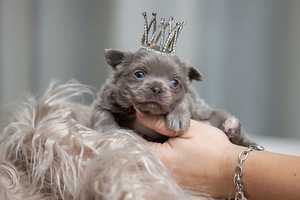 Imeilusad chihuahua kutsikad (8 foto / 10)
