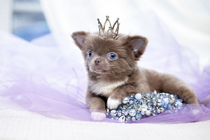 Valge kreemjas Chihuahua (8 foto / 10)