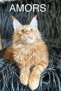 Kassipojad Mein-kunid, Maine Coon kassipojad, tšempion vanem (3 foto / 4)