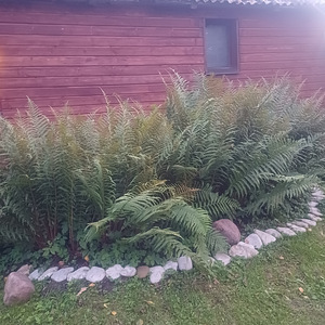 Saeveski tn 15, Jõhvi, Jõhvi vald, Ida-Virumaa (4 фото из 16)