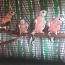 Розовогрудые травянистые попугаи (фото #3)