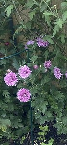 Krüsanteemid (7 foto / 8)