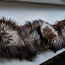 Натуральный мех черно-бурой лисы (фото #1)