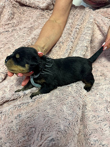 ROTTWEILERI kutsikad – sugupuuga isased. (3 foto / 7)
