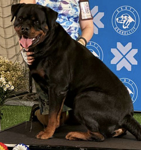 ROTTWEILERI kutsikas – sugupuuga isane. (4 foto / 6)